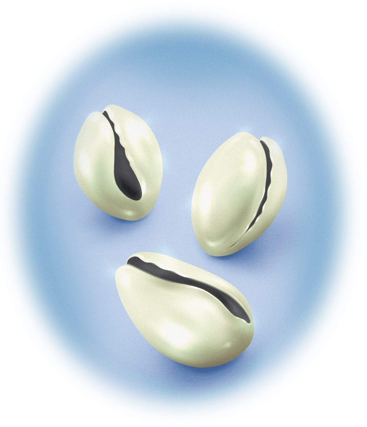 Shells